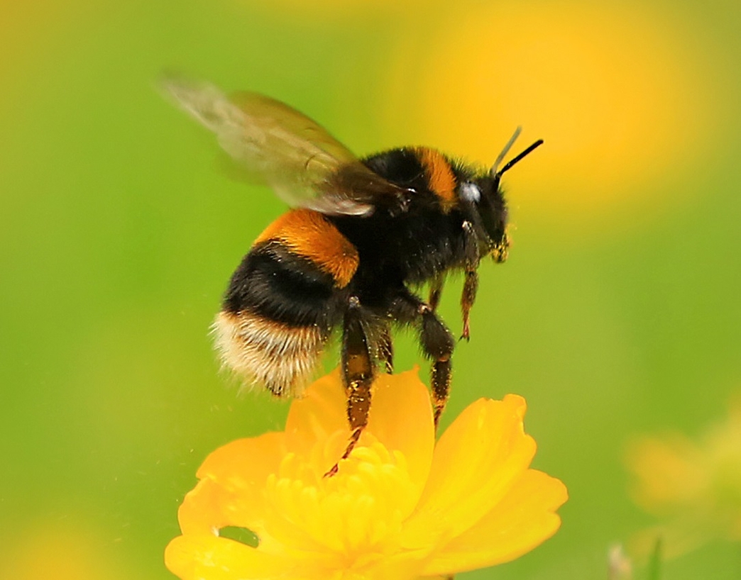 How To Identify Bumblebees | The Wildlife Trusts